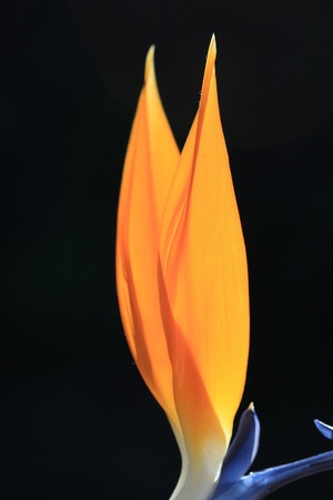 strelitzia,Gran Canaria,Spainの写真素材