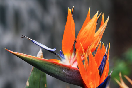 strelitzia,Gran Canaria,Spainの写真素材