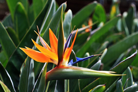 strelitzia,Gran Canaria,Spain