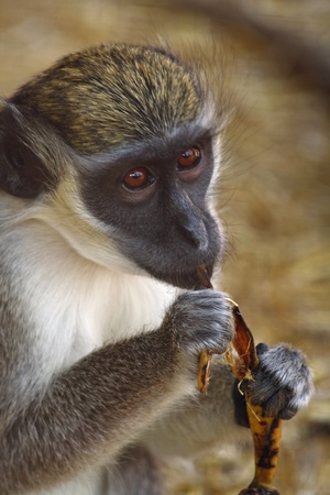 grivetの写真素材