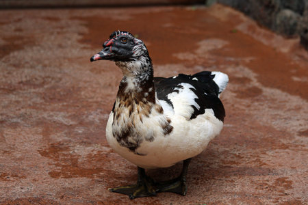 muscovy duck,Gran Canaria,Spainの写真素材