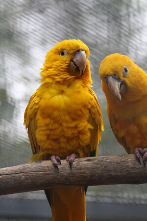 golden parakeet,Gran Canaria,Spainの写真素材