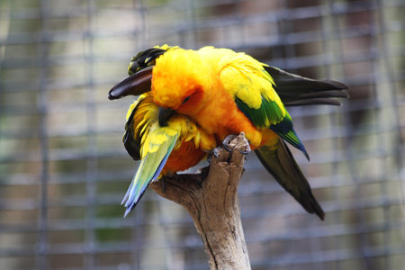 sun parakeet,Gran Canaria,Spain
