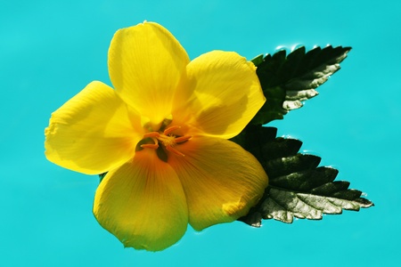turnera ulmifolia,Gran Canaria,Spainの写真素材