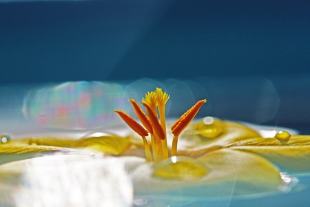 turnera ulmifolia,Gran Canaria,Spainの写真素材