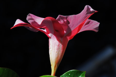 bindweed,Gran Canaria,Spain