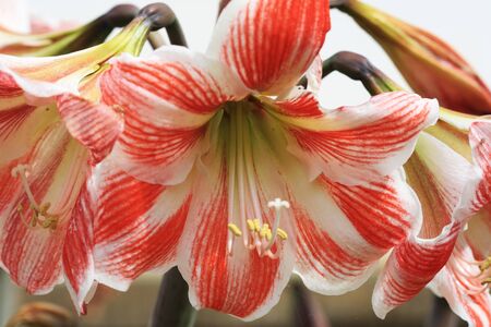 day lily,Gran Canaria,Spainの写真素材