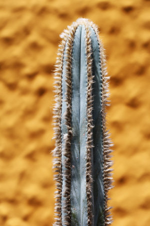 cactus pilosocereus pachycladus,Gran Canaria,Spain