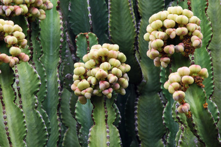 euphorbia candelabrum,Gran Canaria,Spain