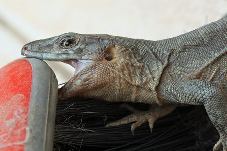 gallotia galloti,Gran Canaria,Spainの写真素材