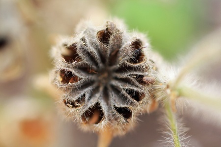hairy indian mallow,Gran Canaria,Spainの写真素材