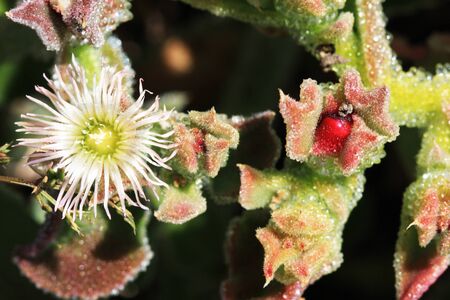 mesembryanthemum crystallinum,Gran Canaria,Spainの写真素材