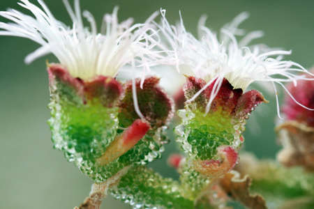 mesembryanthemum crystallinum,Gran Canaria,Spainの写真素材