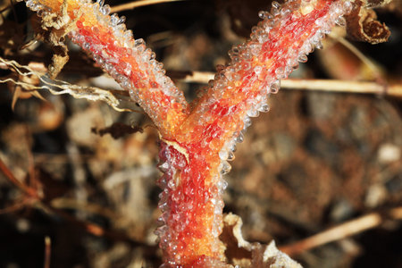 mesembryanthemum crystallinum,Gran Canaria,Spain