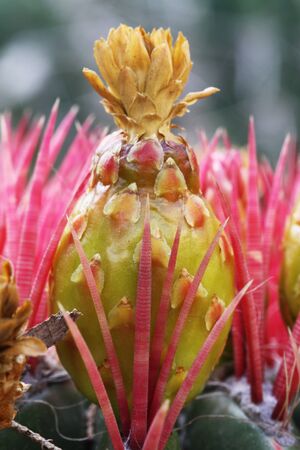 cactus ferocactus piliferus,Gran Canaria,Spainの写真素材