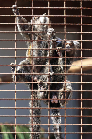 common marmoset,Gran Canaria,Spain
