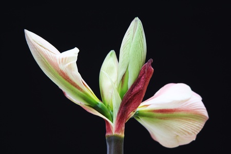 day lily,Gran Canaria,Spainの写真素材