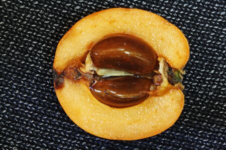 loquat,Gran Canaria,Spainの写真素材