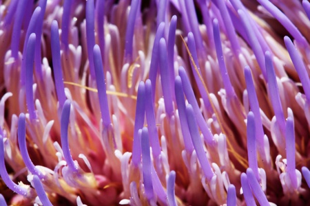 artichoke,Gran Canaria,Spainの写真素材