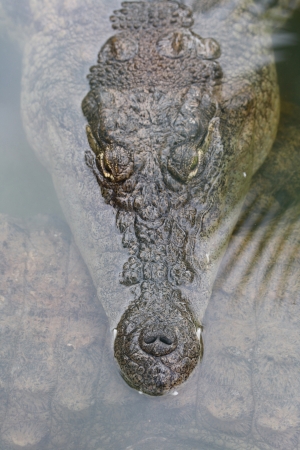 dwarf crocodile,Gran Canaria,Spainの写真素材