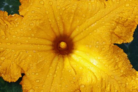 cucurbita moschata,Gran Canaria,Spainの写真素材