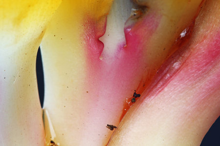 strelitzia,Gran Canaria,Spainの写真素材