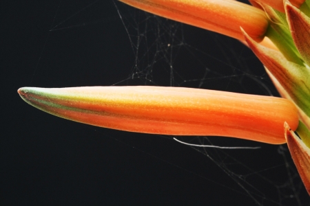 aloe distans,Gran Canaria,Spainの写真素材