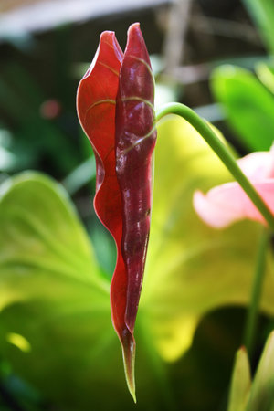 flamingo lily