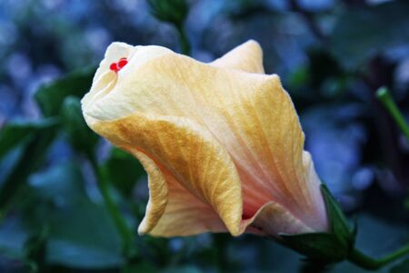 hibiscusの写真素材