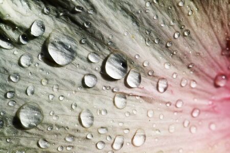 hibiscusの写真素材