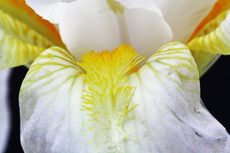 iris,Gran Canaria,Spain