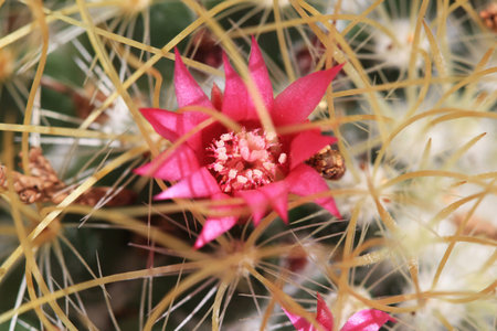 wart cactus mammillaria,Gran Canaria,Spain