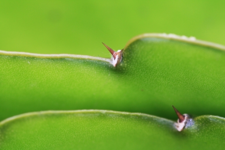 cactus hylocereus undatus,Gran Canaria,Spainの写真素材
