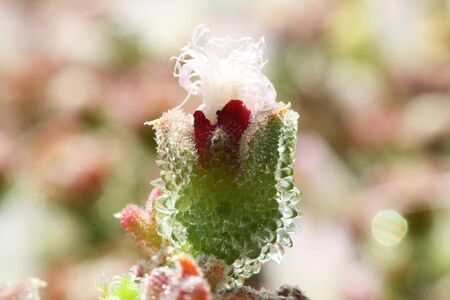 mesembryanthemum crystallinum,Gran Canaria,Spainの写真素材