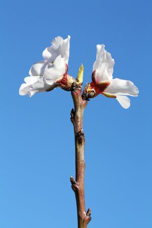 almond blossom,Gran Canaria,Spainの写真素材