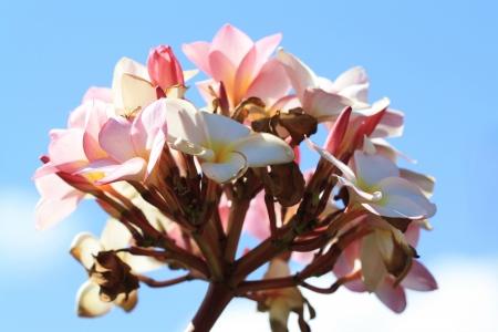 plumeria rubra,Gran Canaria,Spainの写真素材