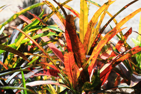 codiaeum variegatum,Gran Canaria,Spain