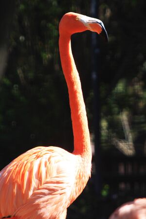 flamingo,Gran Canaria,Spainの写真素材
