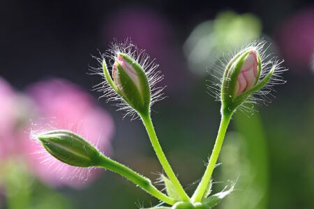 geranium,Gran Canaria,Spainの写真素材