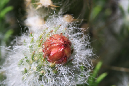 cactus austrocylindropuntia vestita,Gran Canaria,Spain