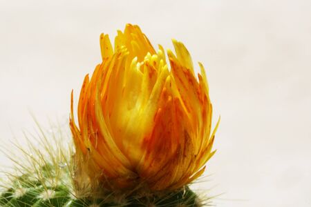 cactus,Gran Canaria,Spainの写真素材