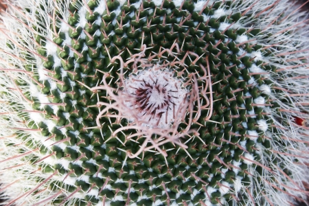 wart cactus mammillaria mystax,Gran Canaria,Spainの写真素材