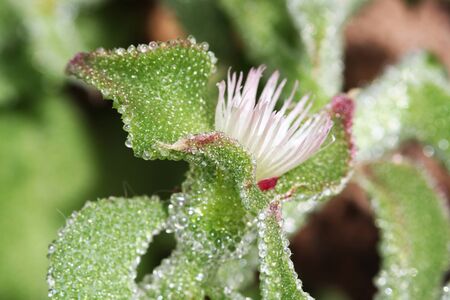 mesembryanthemum crystallinum,Gran Canaria,Spainの写真素材