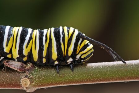 monarch butterflyの写真素材