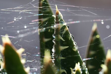 aloe distans,Gran Canaria,Spainの写真素材