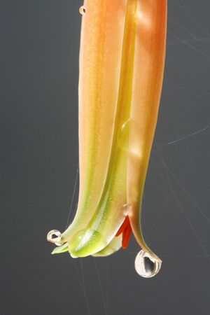 aloe distans,Gran Canaria,Spainの写真素材