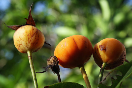rose and rose bud,Gran Canaria,Spain