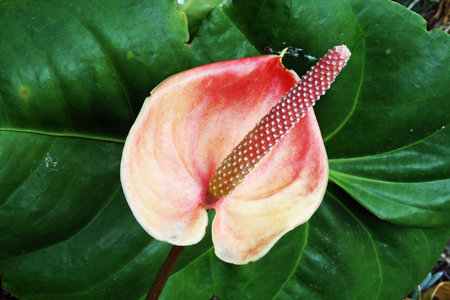 flamingo lily,Gran Canaria,Spain