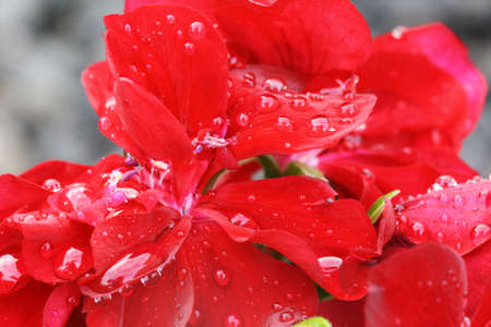 geranium,Gran Canaria,Spainの写真素材