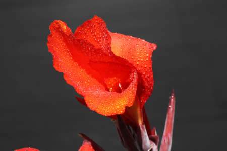 canna indica,Gran Canaria,Spainの写真素材